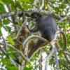 Dusky Langur in the Khao Sok