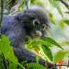 Dusky Langur in the Khao Sok