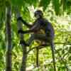 Dusky Langur in the Khao Sok