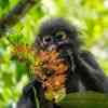 Dusky Langur in the Khao Sok