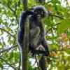 Dusky Langur in the Khao Sok