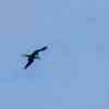 Frigate Bird