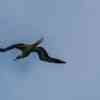 Red-footed Booby