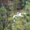 Red-tailed Tropicbird