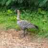 Nene Hawaiian Goose