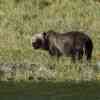 Grizzlies Knight Inlet