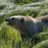 Grizzlies Knight Inlet