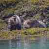 Grizzlies Knight Inlet