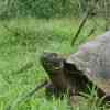 Galapagos Islands