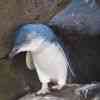 Little Blue Penguin