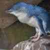 Little Blue Penguin