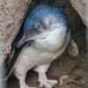 Little Blue Penguin