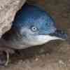 Little Blue Penguin