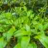 Wild Garlic