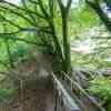 Wooden bridge along the Lydford Gorge trail