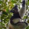 Indri Analamazaotra