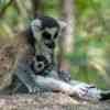 Village Anja cattas