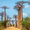 Avenue de Baobab