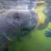 Manatees