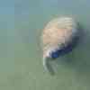 Manatee