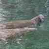 Manatees in Three Sisters Spring