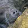 Manatees