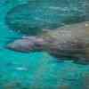 Manatees in Three Sisters Spring