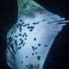 Manta Ray