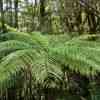Rainforest in the Fiordland National Park