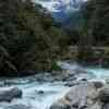 Rainforest in the Fiordland National Park