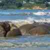 Moeraki Boulders at high tide