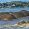 Moeraki Boulders at high tide