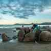 Moeraki Boulders