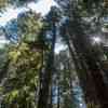 Redwoods Canopy