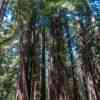 Majestic Redwoods