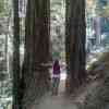 Me standing between two redwoods