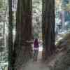 Me standing between two redwoods