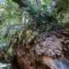 Fallen redwood overgrown with plants