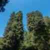Majestic Redwoods Canopy