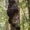 Redwood Trunk