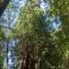 Redwoods Canopy