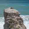 Muriwai Gannet Colony