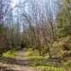 Wild Daffodil Trail