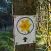 Wild Daffodil Trail