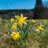 Wild Daffodil Trail