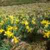 Wild Daffodil Trail