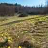 Wild Daffodil Trail