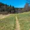 Wild Daffodil Trail