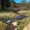 Wild Daffodil Trail