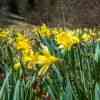 Wild Daffodil Trail